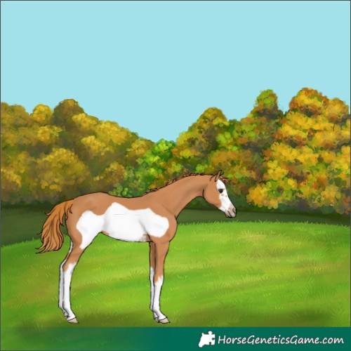 Horse Color:Chestnut Splash Frame 