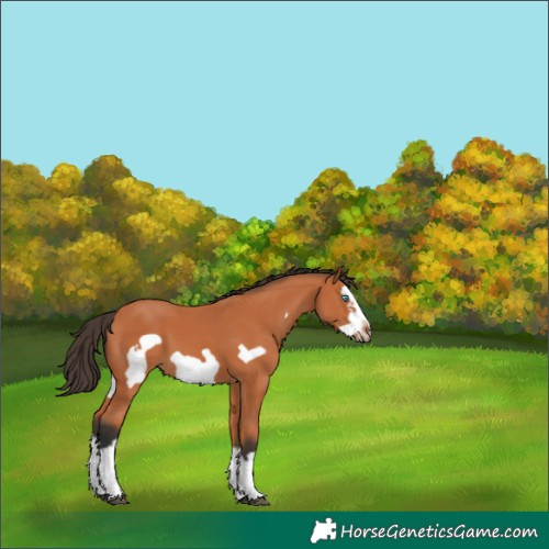 Horse Color:Bay Splash Frame 