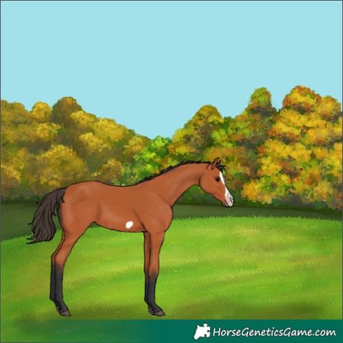 Horse Color:Bay Splash Frame 