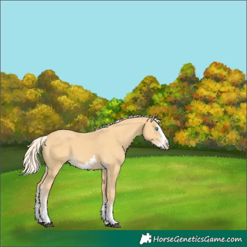 Horse Color:Palomino Splash Frame 