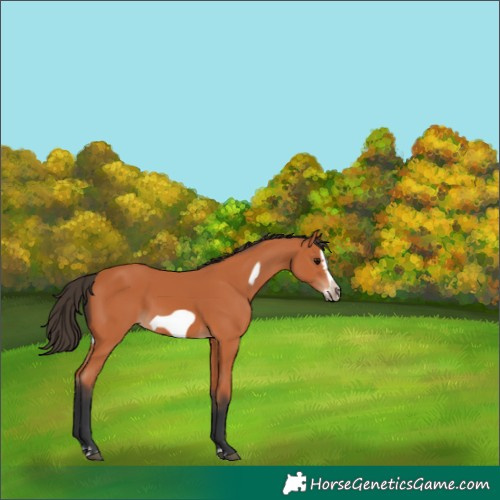 Horse Color:Bay Splash Frame 