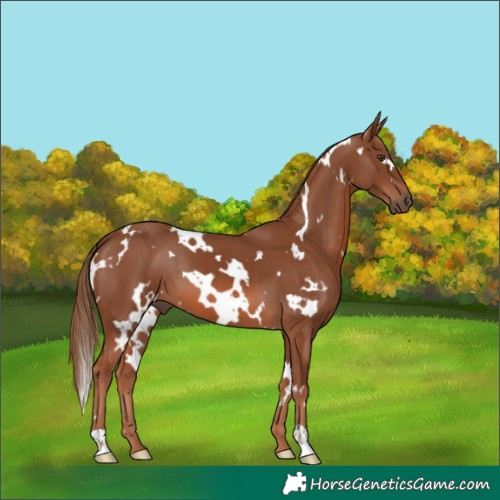 Horse Color:White Spotted Chestnut