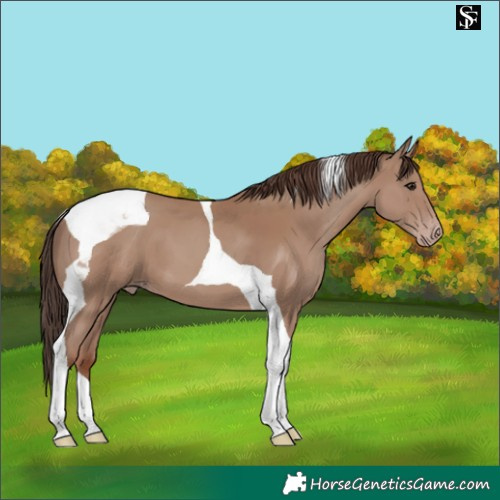 Horse Color:Classic Champagne Tobiano 