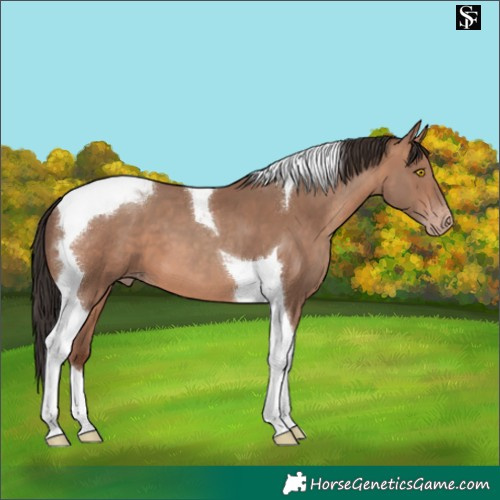 Horse Color:Sable Champagne Tobiano 