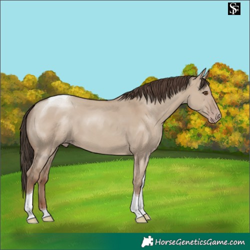 Horse Color:Classic Champagne Dun Tobiano 