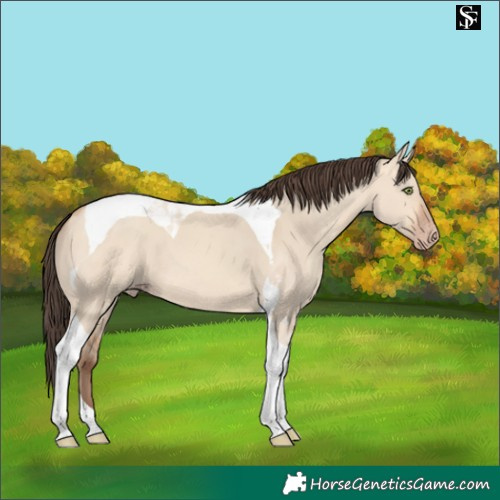 Horse Color:Amber Champagne Dun Tobiano 