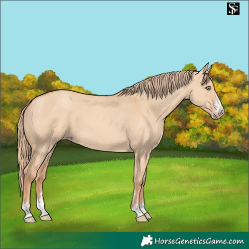 Horse Color:Gold Champagne Dun 