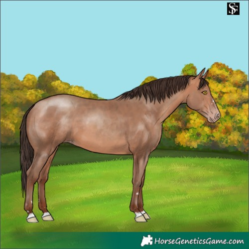 Horse Color:Amber Champagne 