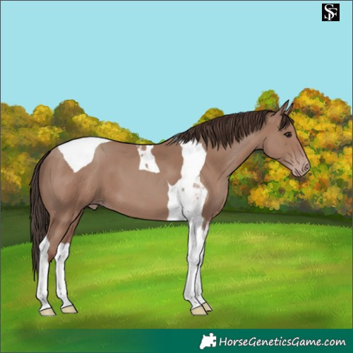 Horse Color:Classic Champagne Tobiano 