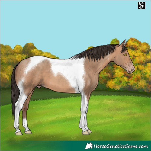 Horse Color:Sable Champagne Tobiano 