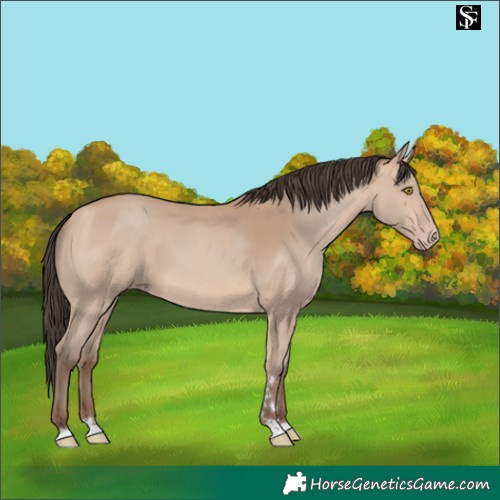 Horse Color:Amber Champagne 