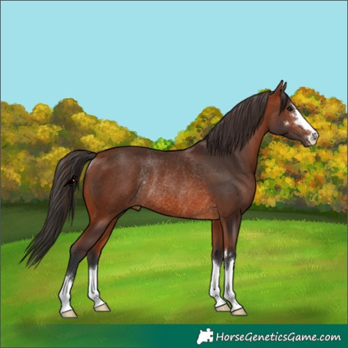Horse Color:Bay Rabicano