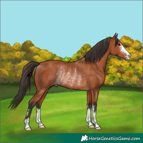Horse Color:Bay Rabicano 