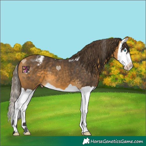 Horse Color:Buckskin Splash Appaloosa 