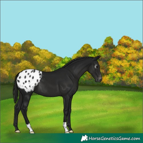 Horse Color:Gray Black Appaloosa 