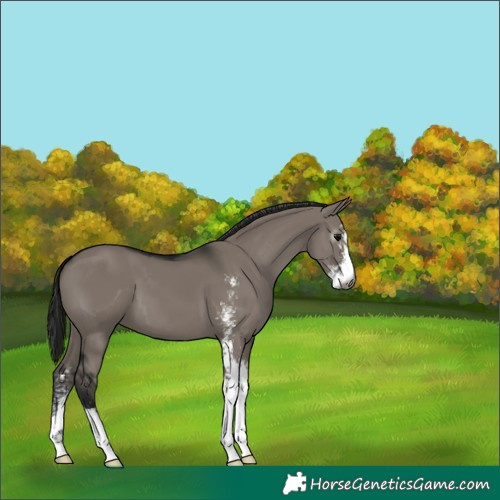 Horse Color:Gray Grullo Sabino 
