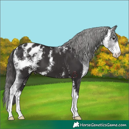 Horse Color:Smoky Black Sabino Appaloosa 