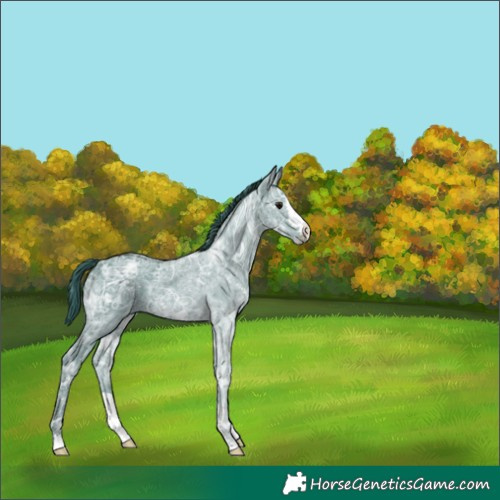 Horse Color:Watercolor Black Ice