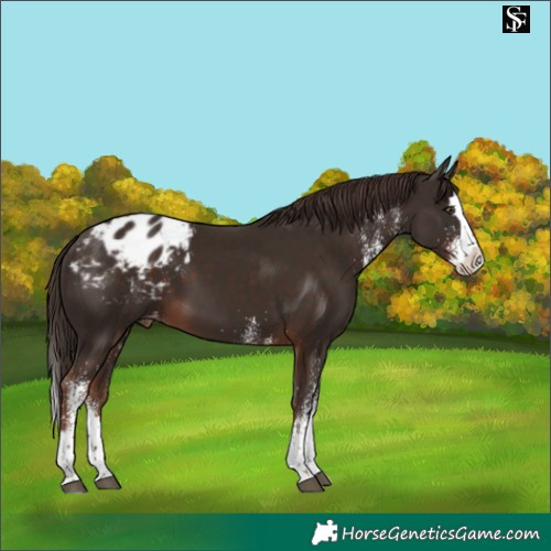 Horse Color:White Spotted Liver Chestnut Splash Appaloosa 