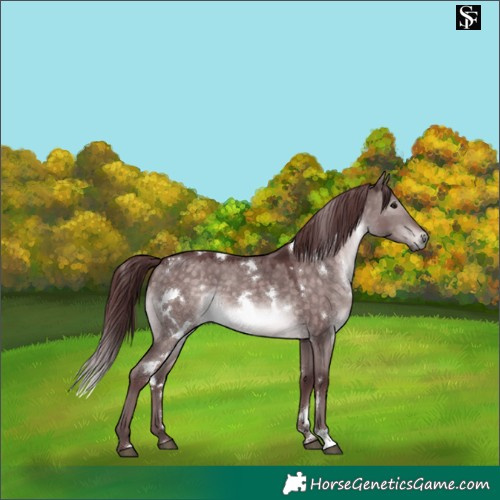 Horse Color:Platinum White Spotted Chocolate Brown Dun 