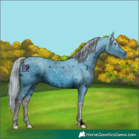 Horse Color:ERROR: UNKNOWN ANOMALY