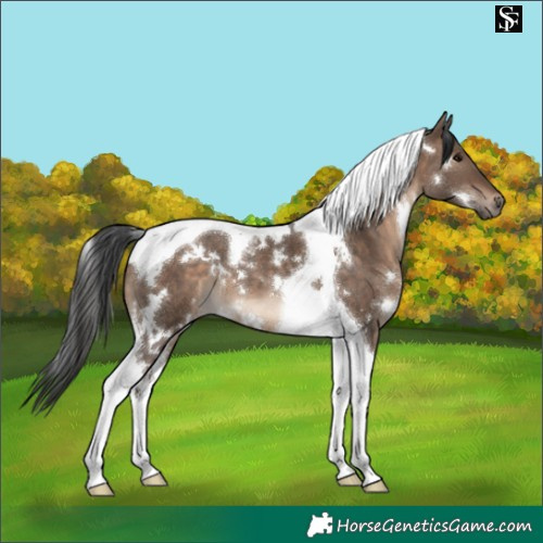 Horse Color:White Spotted Brown Dun Tobiano 