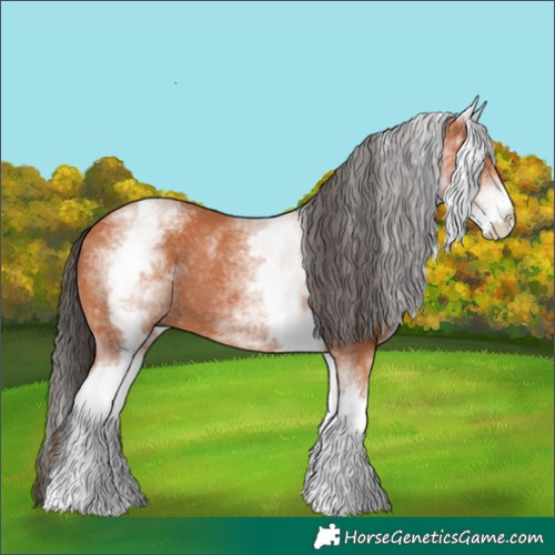 Horse Color:White Spotted Bay Rabicano