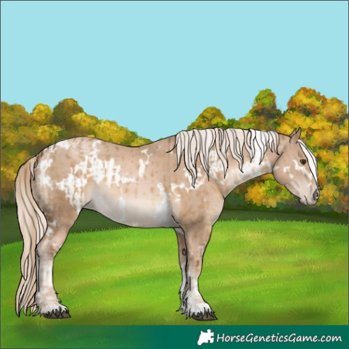 Horse Color:Chocolate Palomino Dun  and White Spotted Chocolate Palomino Snowdrop 