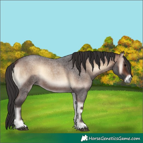Horse Color:Brown Roan Onyx