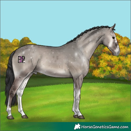 Horse Color:Grullo Onyx 