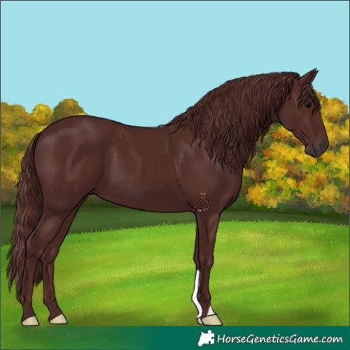 Horse Color:Gray Chocolate Black