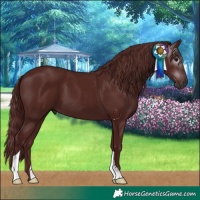 Horse Color:Gray Chocolate Black 