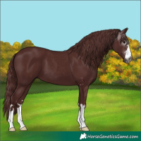 Horse Color:Gray Chocolate Black