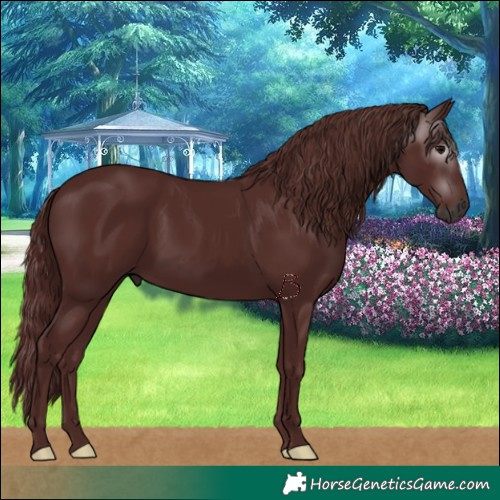 Horse Color:Gray Chocolate Black 