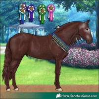 Horse Color:Gray Chocolate Black