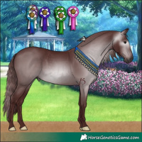 Horse Color:Gray Chocolate Black