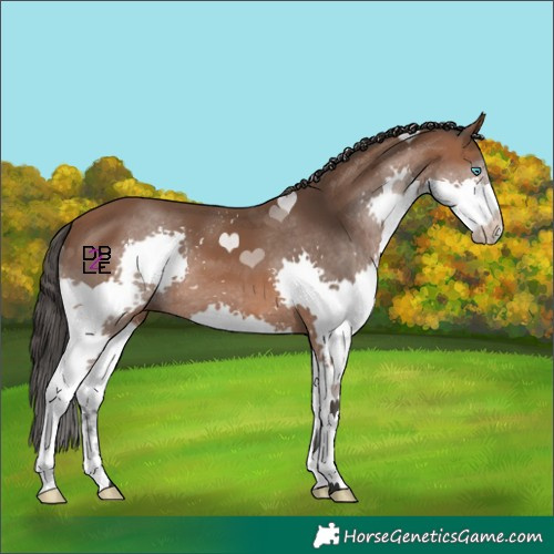 Horse Color:Bay Splash