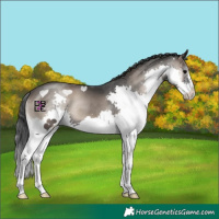 Horse Color:Blue Onyx Splash 
