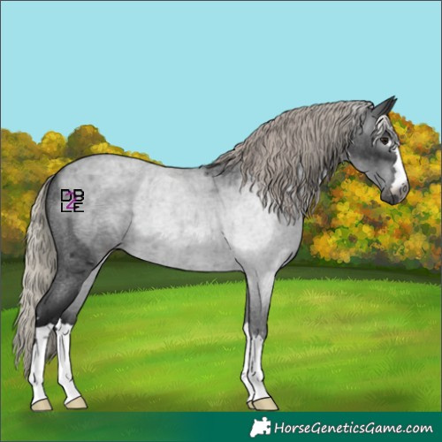 Horse Color:Gray Silver Brown Roan 