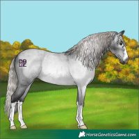 Horse Color:Gray Silver Brown Roan 