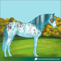 Horse Color:Thunderstruck Brown Sabino Appaloosa