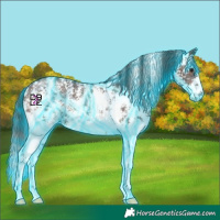 Horse Color:Thunderstruck Brown Sabino Snowflake Varnish