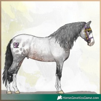 Horse Color:Brown Roan Mushroom Appaloosa 