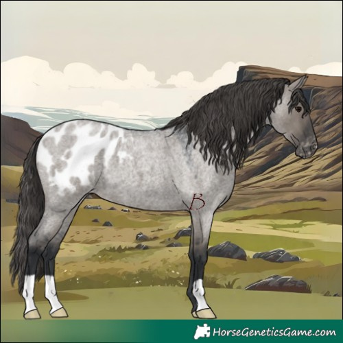 Horse Color:Grullo Roan Appaloosa 
