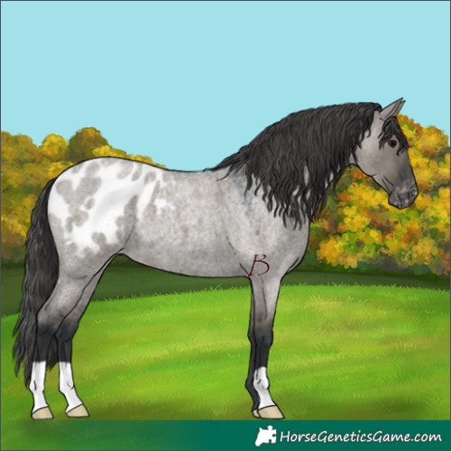 Horse Color:Grullo Roan Appaloosa 