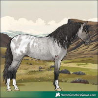 Horse Color:Grullo Roan Appaloosa 