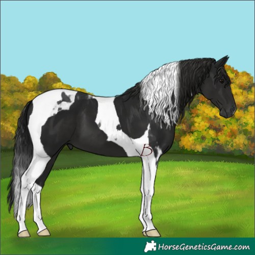 Horse Color:Gray Black Tobiano
