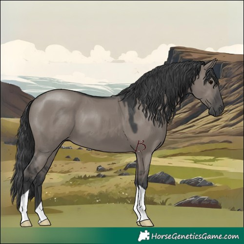 Horse Color:Grullo 