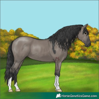 Horse Color:Grullo 