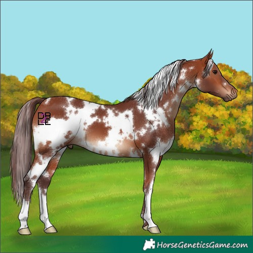 Horse Color:White Spotted Chocolate Bay 